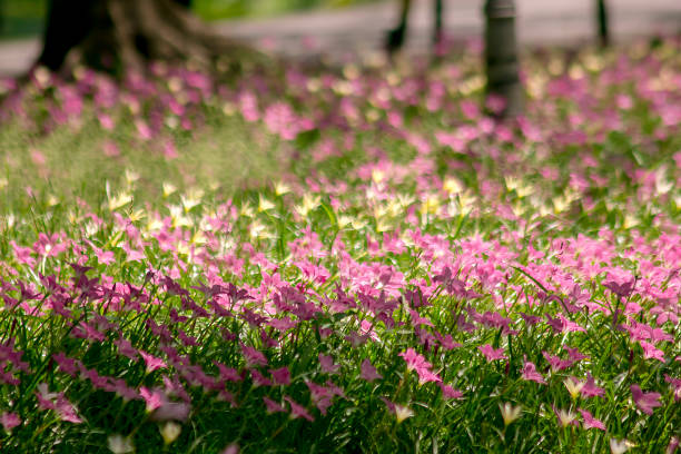 istock Zephyranthes minuta in nature 1097840576