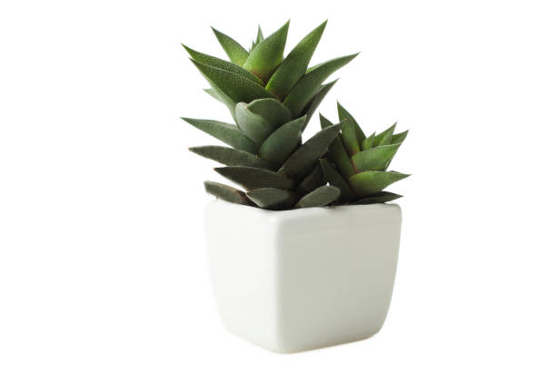 istock Succulents in white flowerpot 1097840644