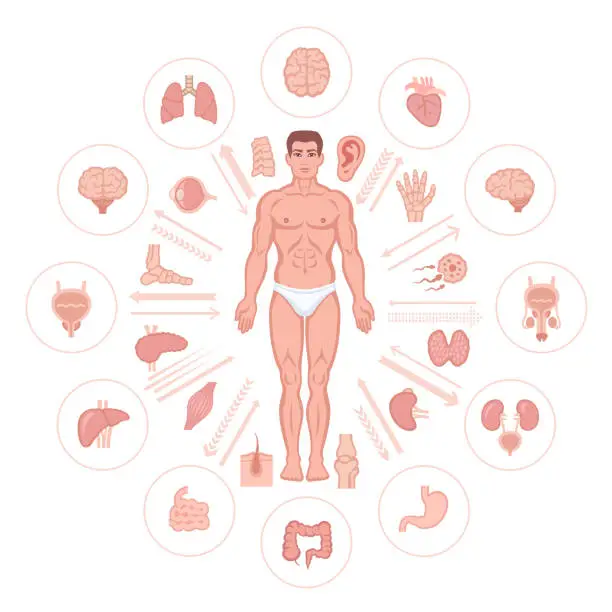 Vector illustration of Human male body and internal organs