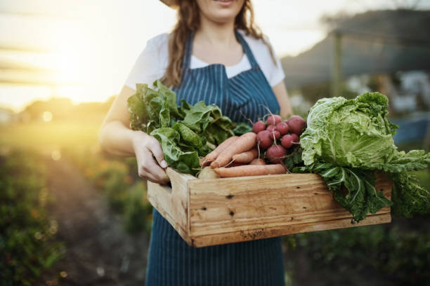 Autumn harvest Cropped shot of an unrecognizable young woman working on her self owned farm vegetable garden stock pictures, royalty-free photos & images