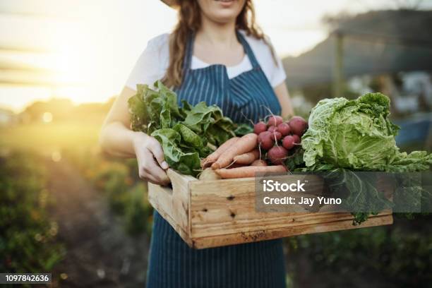 Autumn Harvest Stock Photo - Download Image Now - Vegetable, Organic, Agriculture