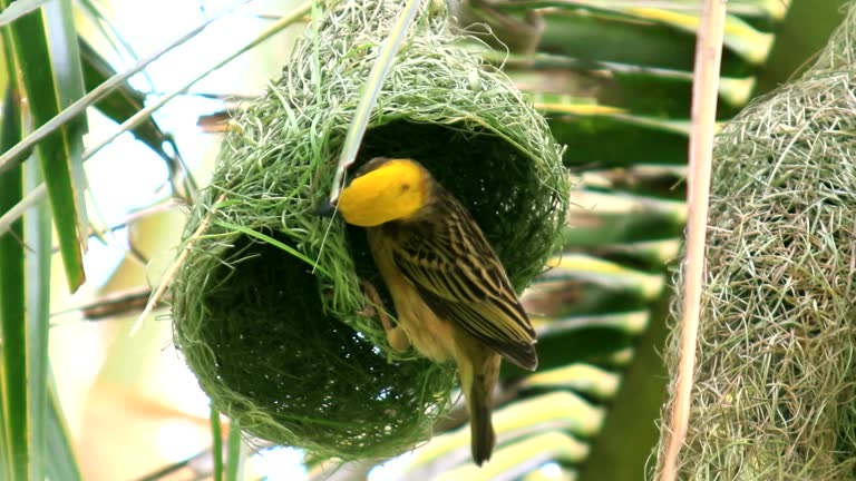 bird make nest on coconut tree in nature