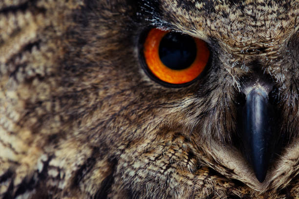 Detail eyes of eagle owl