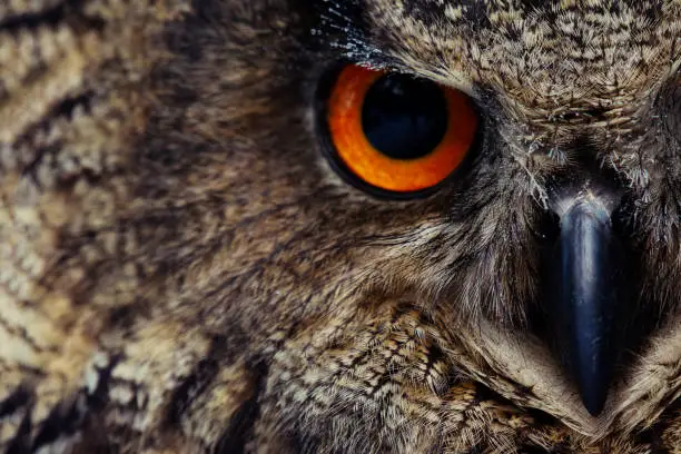 Photo of Detail eyes of eagle owl