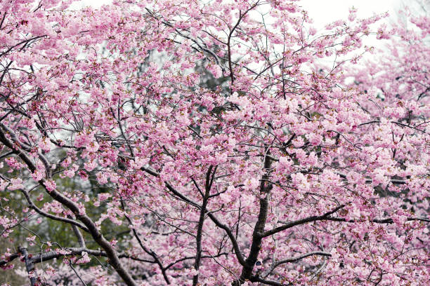 istock blossom of cherry trees in springtime. 1097847170