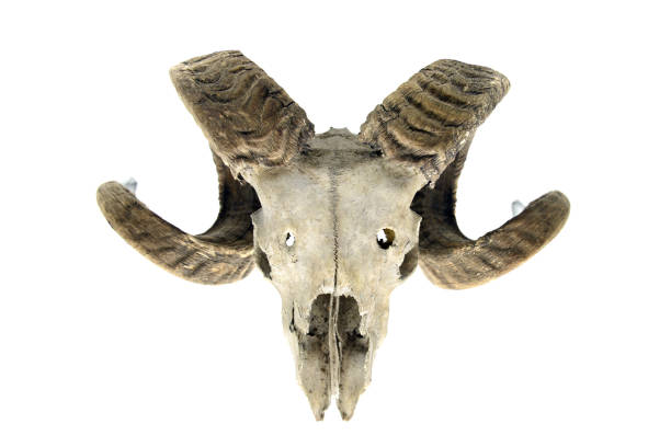 istock skeleton. sheep skull with horns on white isolated background 1097847292