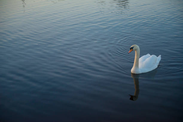istock Mute swan on a lake 1097848776