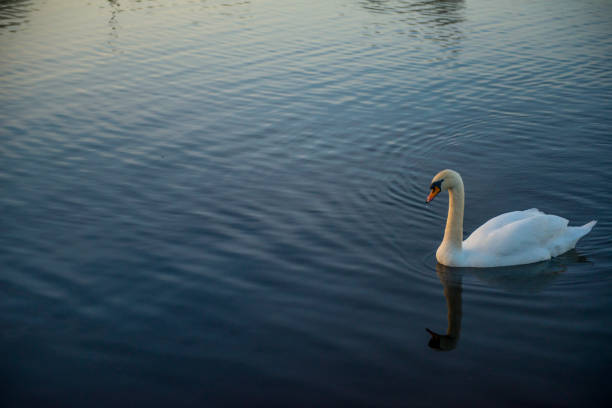 istock Mute swan on a lake 1097848934