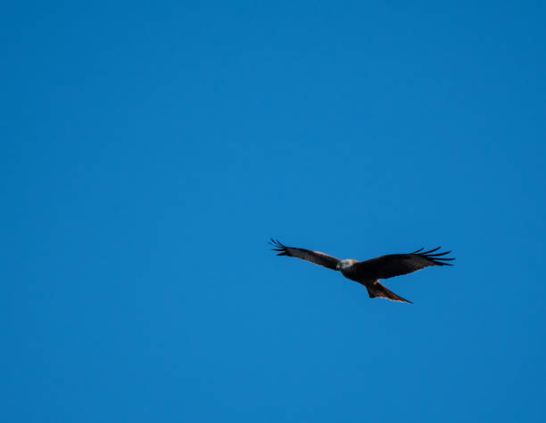 istock Red Kite flying in blue skies over Reading 1097850384