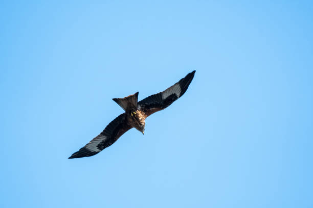 istock Red Kite flying in blue skies over Reading 1097850422