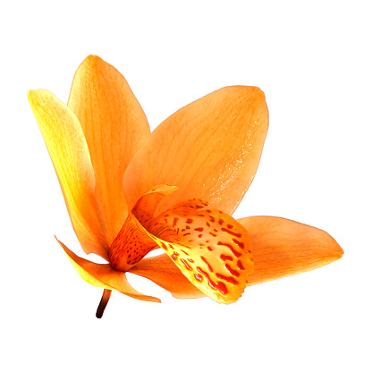 3D rendering of a yellow wild orchid flower isolated on white background