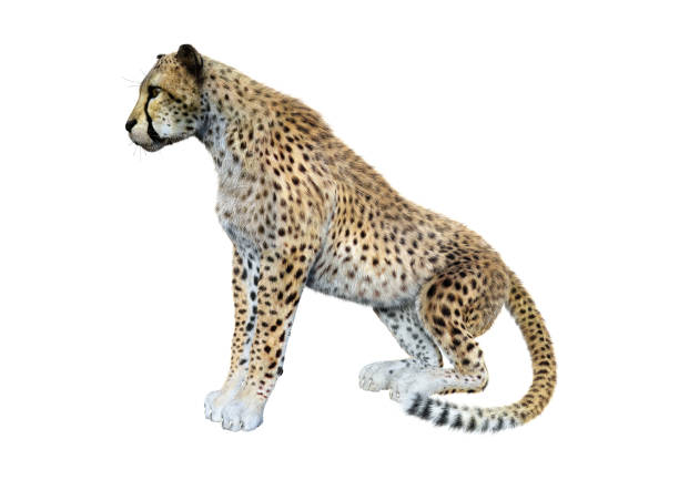 Conceptual image of cheetah at starting line on running track