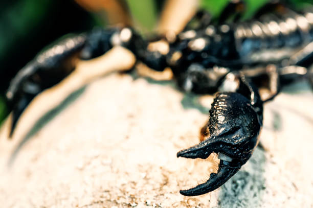 istock claws of the royal scorpion 1097854874