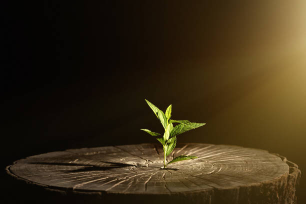 the plant grows in the wood