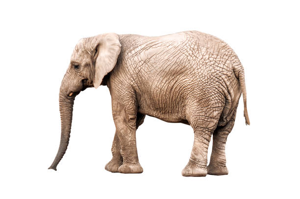 live elephant on white live elephant isolated on white tusk photos stock pictures, royalty-free photos & images