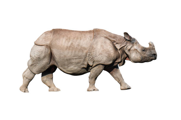 istock live rhinoceros on white 1097855508