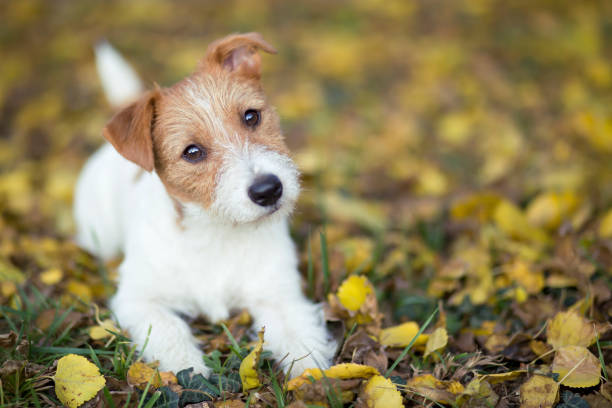 ペット トレーニング - 草の中探して幸せのかわいい子犬犬 - ジャックラッセルテリア ストックフォトと画像