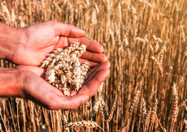 istock wheat spikes in the hands 1097860776