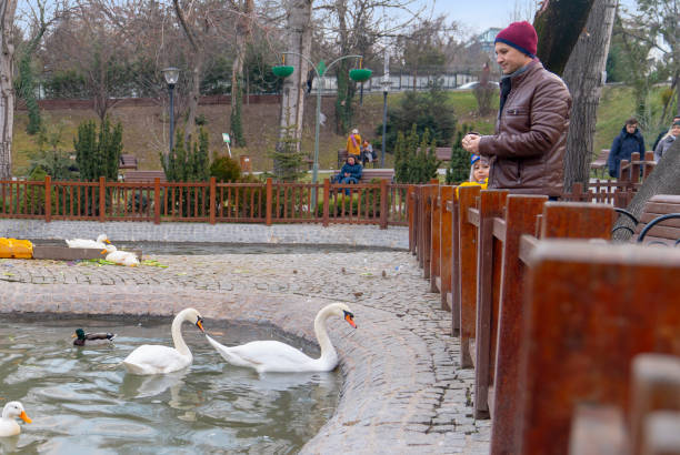 Ankara/Turkey-January 19 2019: Father and son feeding white swans in Kugulu Park