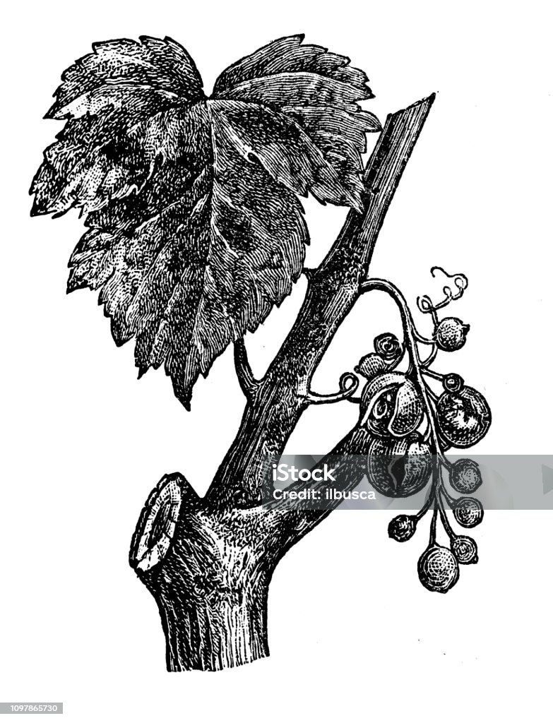 Antique ancienne illustration de gravure Français : raisins - Illustration de Plante grimpante et vigne libre de droits