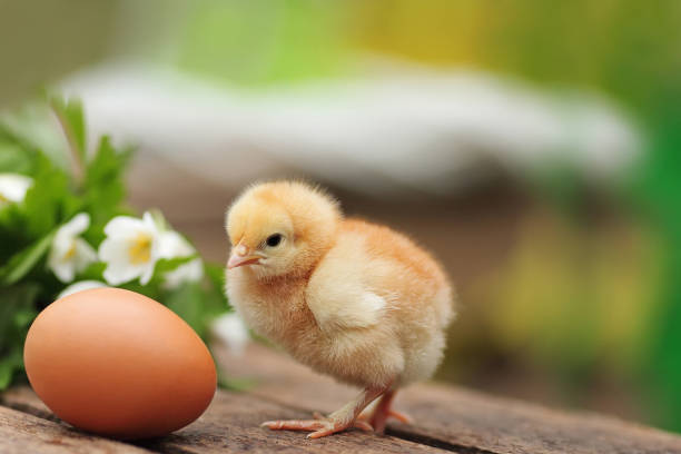 красивая маленькая курица с яйцом на открытом воздухе - baby chicken eggs young bird easter стоковые фото и изображения