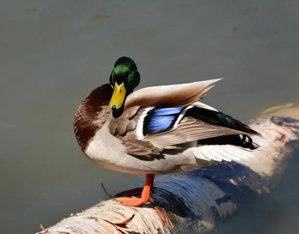 Duck on Birch tree in river