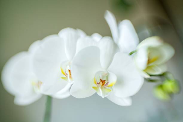 istock white orchid with flowers 1097874942