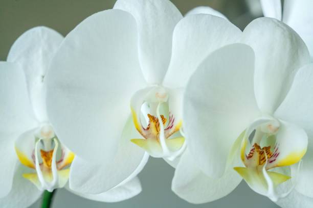 istock white orchid with flowers 1097874972