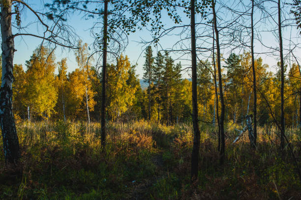 istock in the golden woods in autumn 1097877328