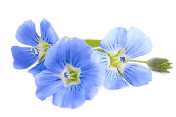 istock Flax blue flowers closeup isolated on white background. 1097880956