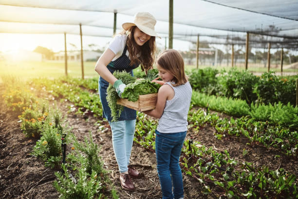 istock Late afternoon harvesting 1097881648