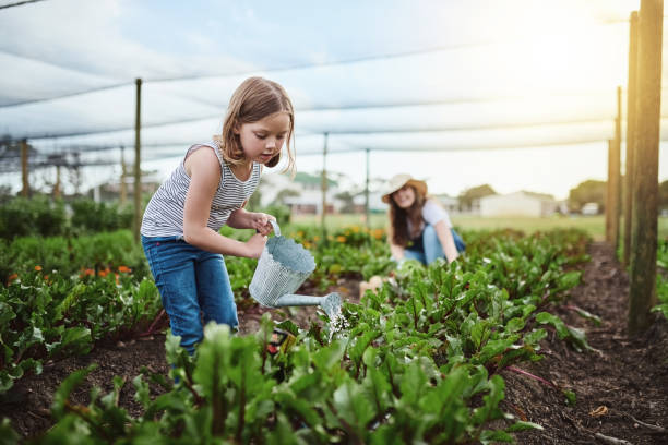 Going organic Full length shot of a young mother and her little daughter working on the family farm vegetable garden stock pictures, royalty-free photos & images
