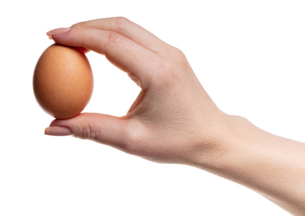 istock chicken egg in female hand 1097882090