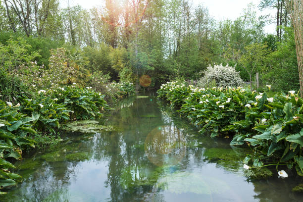 istock Beautiful spring landscape with blooming calla lilies along the river 1097882110