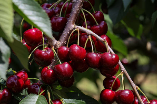 istock Ripe cherry on green background, close up 1097882932
