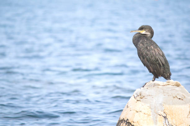 istock European shag or common shag (Phalacrocorax aristotelis) 1097884282