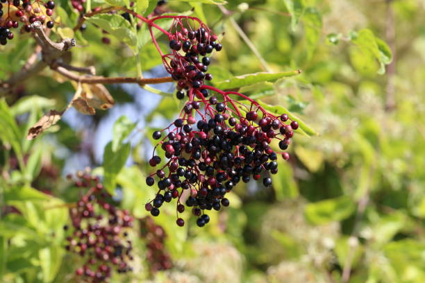 istock Elderberry in the forest 1097884444