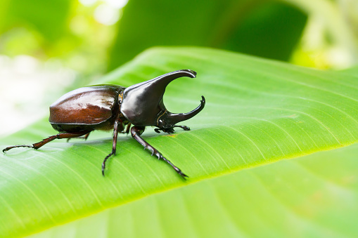 Dynastinae or rhinoceros beetles (Allomyrina dithotomus) on tree