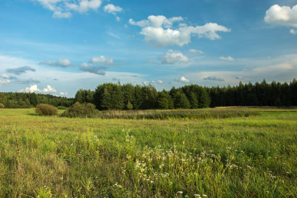 Wild meadow in front of green forest and clouds on blue sky - summer view
