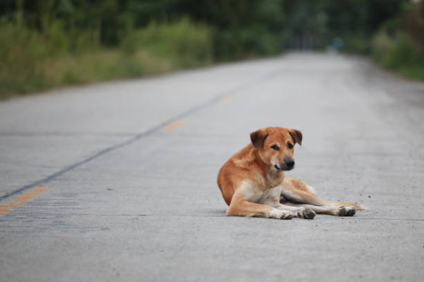 istock the brown dog on floor at home. 1097888844