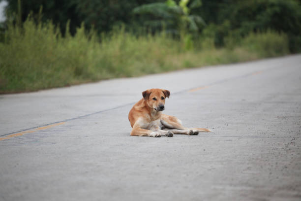 istock the brown dog on floor at home. 1097888922