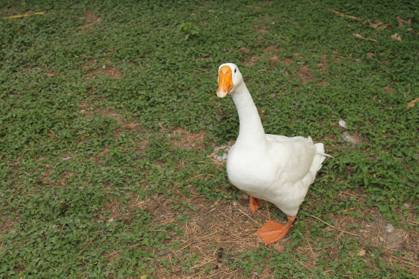 white goose in garden .