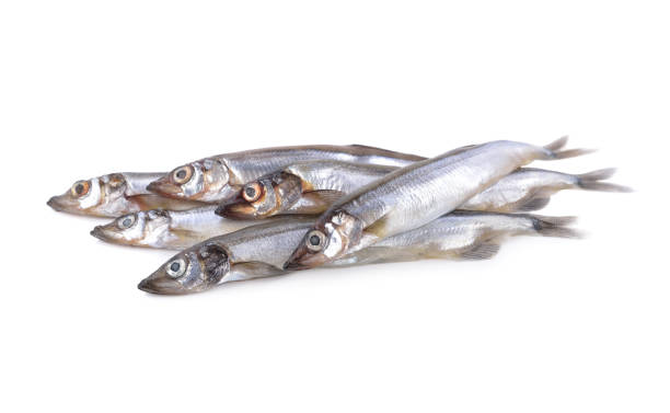 istock pile of whole round fresh shishamo fish on white background 1097890318