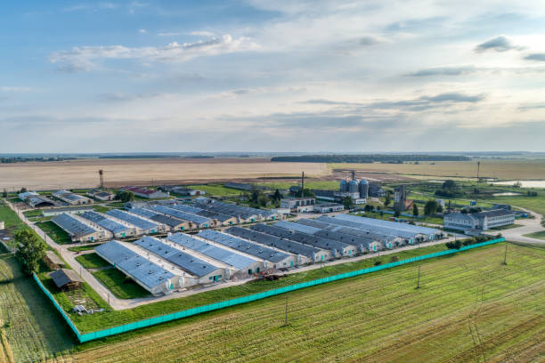 istock Large livestock farm. Evening shooting. 1097890486
