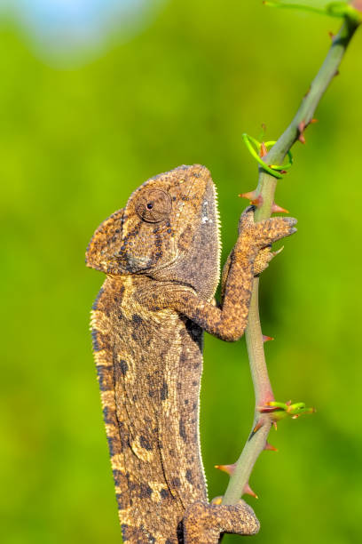 istock Beautiful green chameleon - Stock Image 1097891398