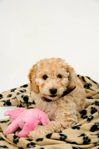 istock A cute Cockapoo puppy lies on her blanket with a toy 1097892498