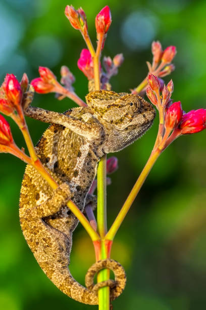 istock Beautiful green chameleon - Stock Image 1097892638