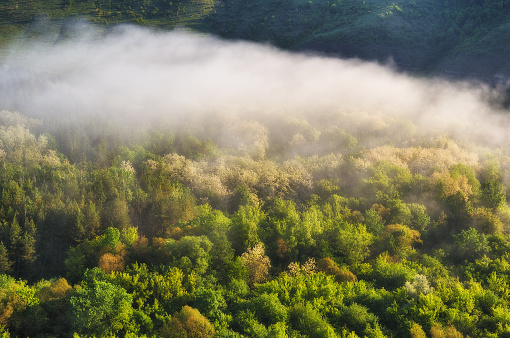 Aerial view on golden forest at sunrise while the valley is still covered with fog.