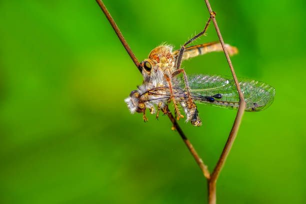 istock Beautiful dragonfly sitting on flower 1097893174