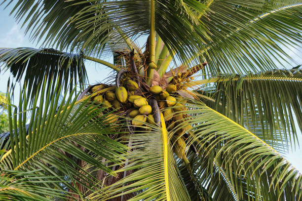 istock Platte Island, Seychelles. 1097894220